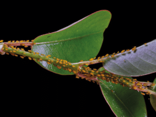 Image d'une feuille de plantes recouverte de pucerons
