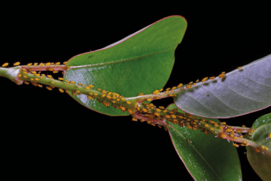 Image d'une feuille de plantes recouverte de pucerons